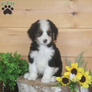 Mum, Bernedoodle Puppy
